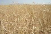 پرداخت کل بهای گندم‌ خریداری شده به کشاورزان توسط دولت