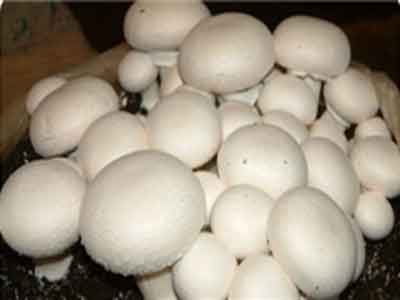 تولید بیش از 2هزارتن قارچ خوراکی در مازندران