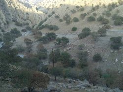 مبارزه شیمیایی با آفت برگ خوار بلوط غیرممكن است