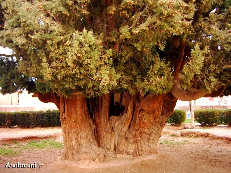 کنترل ارتفاع درخت با شاخه برداری