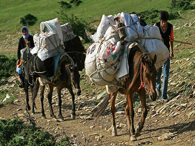 آغاز کوچ نشینی از 15 تا 20 مهر  در مازندران