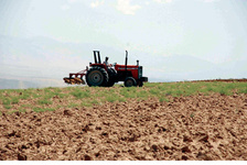 بیش از 32 هزار هکتار از اراضی زراعی شهرستان اهر زیر کشت پائیزه قرار می گیرد