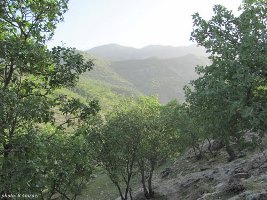 پایان مرحله نخست طرح مبارزه آفت جوانه خوار جنگل های بلوط