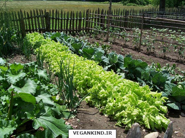 امکانپذیر شدن تولید محصولات سالم در سایه برنامه ریزی برای مبارزه با بیماری ها
