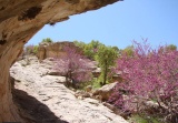 تنگه‌ای با شکوفه‌های ارغوانی‎ ‎