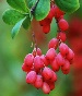 زرشك برای درمان اسهال خونی