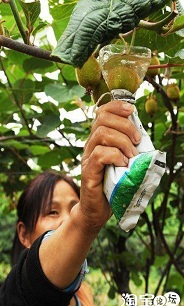خوردن کیوی چینی ممنوع!
