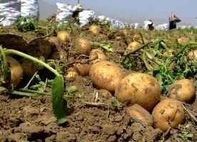 آغاز فراخوان صادركنندگان سيب زميني استان چهارمحال و بختياري