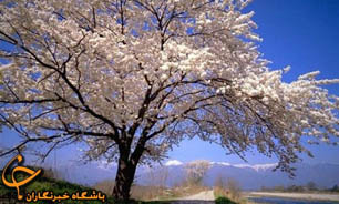 درختان کهنسال ، جزو سرمایه های ملی محسوب می شود