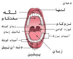 پذیرش 196 مقاله در نخستین کنگره بین المللی مراقبتهای خاص در دندانپزشکی