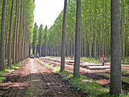 رتبه نخست زراعت چوب کشور برای گیلان