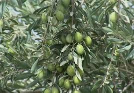آغاز برداشت زیتون روغنی در رودبار