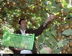 آغاز برداشت کیوی در گیلان