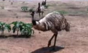 شتر مرغ سمج + فیلم