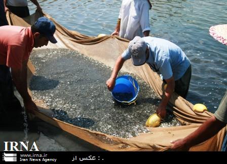 آغازتکثیر مصنوعی بچه ماهی آزاد دریای خزر برای نخستین بار درمازندران