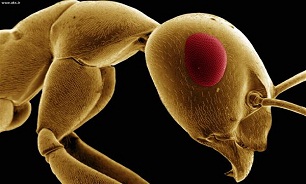 مورچه ها ابداع کننده اصلی اینترنت