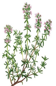 خواص دارویی گیاهی آویشن
