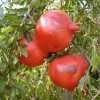 خشکسالی بازهم از باغات انار قربانی گرفت