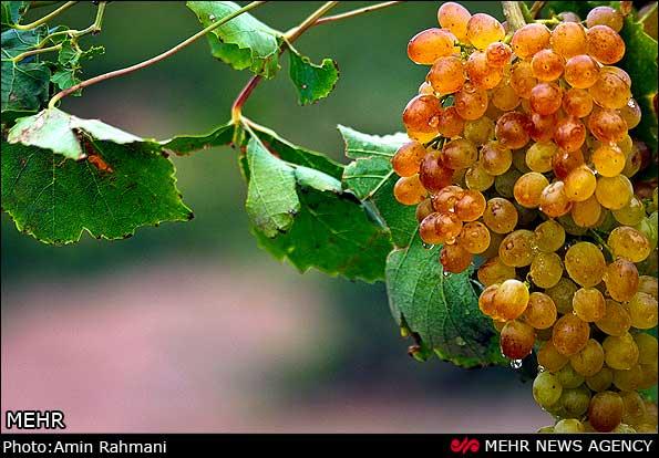 تولید 50 نوع انگور در کردستان