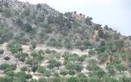 رشد 500درصدی صدور اسناد مربوطه به اراضی ملی و منابع طبیعی در شش ماهه اول سال