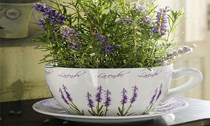 اسطوخودوس؛ گیاهی آرام بخش