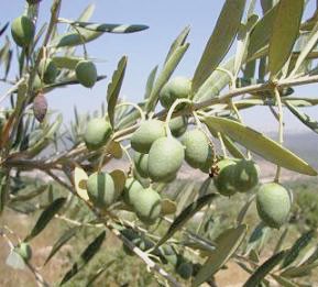 ایجاد بزرگترین سایت زیتون در آزادشهر استان گلستان