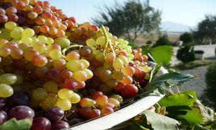 جشن انگور در آذربایجان غربی