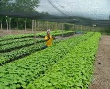 كشت بیش از 85 اصله نشاء گیاهان دارویی در ماهنشان استان زنجان