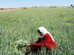 نقش مؤثر زنان روستایی در افزایش بهره وری بخش كشاورزی