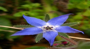 ارزش غذایی گیاه گل گاو زبان