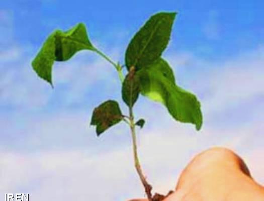 افزايش توليد در سايه نهال هاي شناسه دار