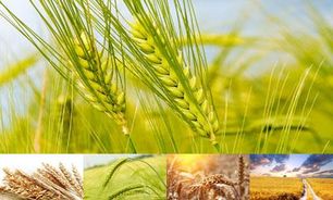 گندم آذربایجان‌غربی در بازار آزاد گران‌تر از نرخ دولتی