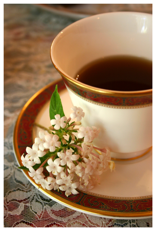 ۸ نکته اعجاب‌انگیز نوشیدن چای