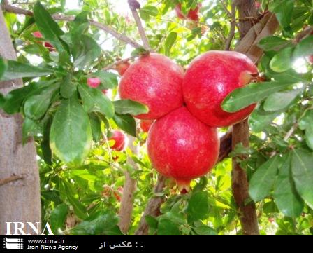 ایجاد 426 شغل جدید با اجرای طرح های توسعه کشاورزی در قروه