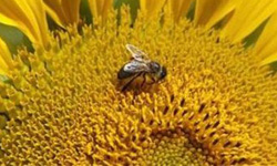 آغاز آمارگیری از کلنی‌های زنبور عسل در خراسان شمالی