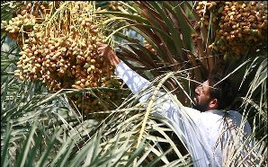ارسال 10 تن خرمای ایرانشهر برای زلزله زدگان آذربایجان شرقی