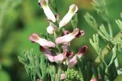 مبارزه با سرطان سینه با عصاره یك گیاه