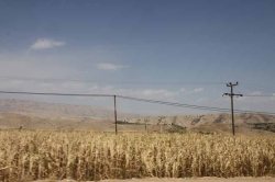 نبود مركز خرید ذرت دانه ای در كهگیلویه برای كشاورزان مشكل آفرین است