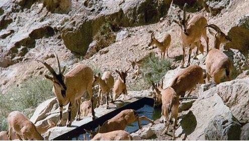 آغاز سرشماری حیات وحش در آذربایجان شرقی
