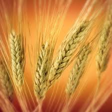 وزارت جهاد کشاورزي يا وزارت صنعت معدن تجارت؟