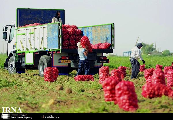 صادرات روزانه حدود 350 تن سیب زمینی از کردستان به خارج از کشور