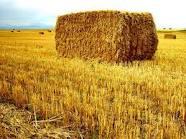 آغاز کشت کلزا در زمین های زراعی شهرستان نکا
