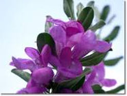 مریم گلی چه خواصی دارد؟