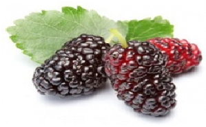 شاتوت میوه ای ایرانی