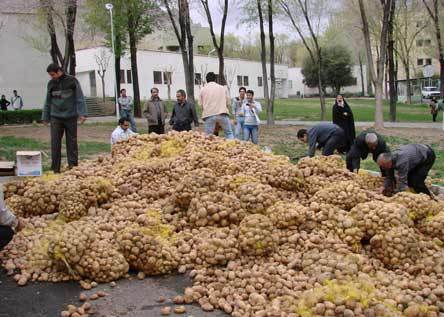 صدور سیب زمینی شهرستان اسدآباد به عراق و ترکیه