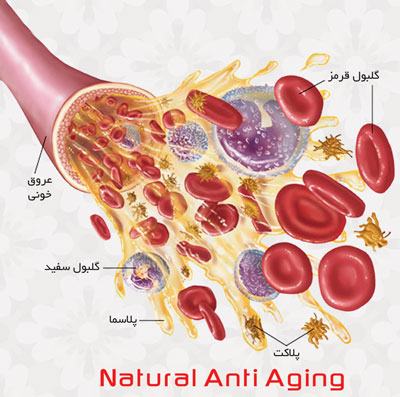 سل تراپی روشی نوین در درمان و ترمیم قلب