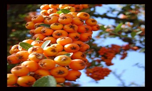 با خواص زالزالک بیشتر اشنا شویم