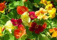3 خاصیت درمانی گل لادن
