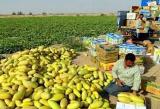 ‏10 هزار تن خربزه در دهلران برداشت شد