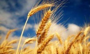 امنیت غذایی انسان ها در خطر است